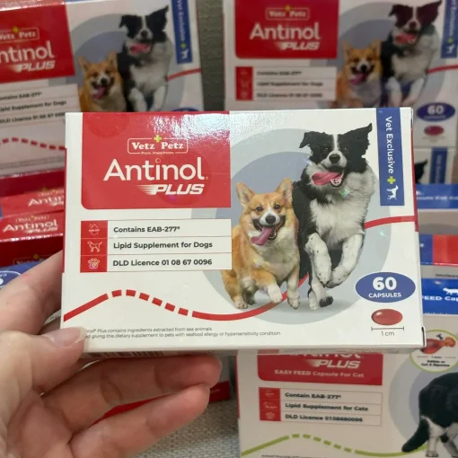 Antinol Dog