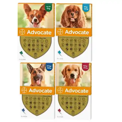 Advocate Dog4